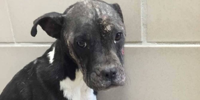 Sad emaciated pit bull who was recovered from trash