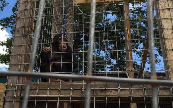 Louie the chimpanzee at roadside zoo