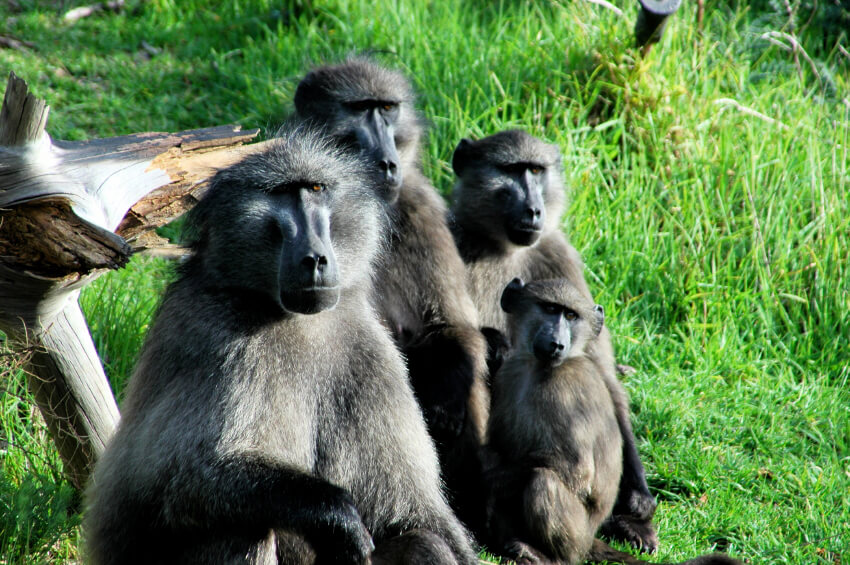 Baboons Escape Lab Infamous for Neglecting and Killing Primates | PETA