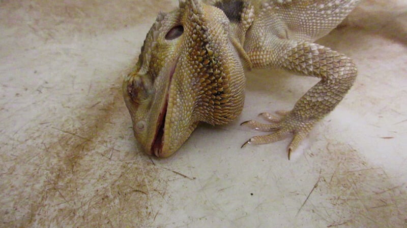 pet lizards at petsmart