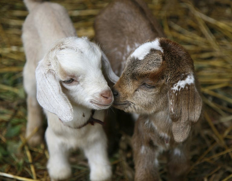 12 Reasons Never to Drink Goat's Milk | PETA