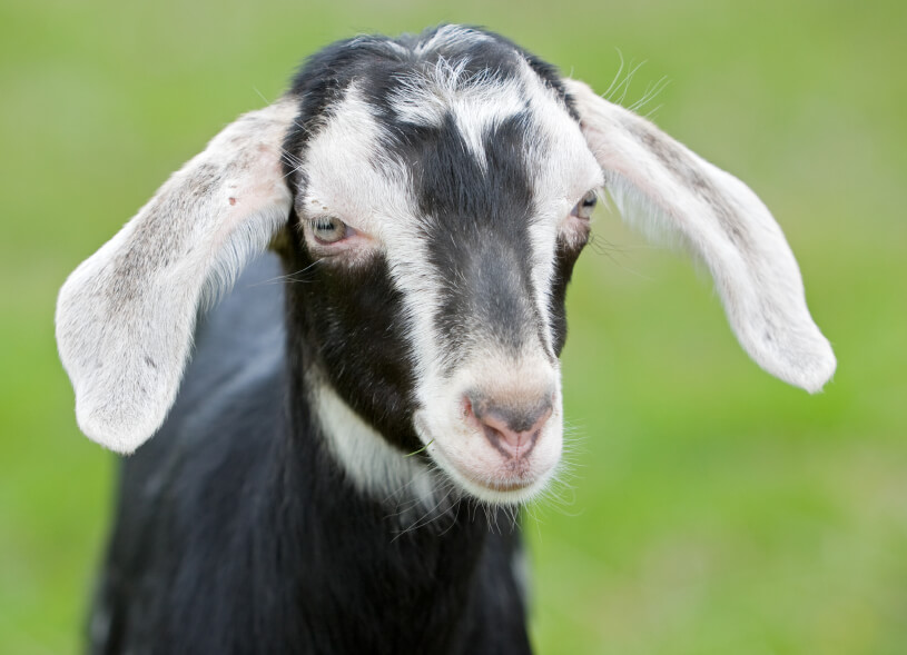 Goat s Valiant Escape From Laboratory Ends in Tragedy PETA