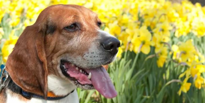 Happy beagle in front of yellow flowers