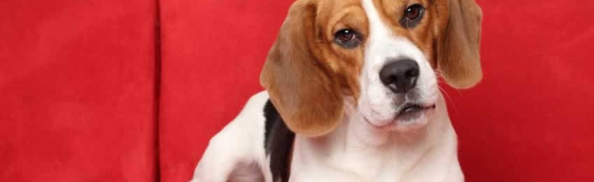 Cute beagle on red couch