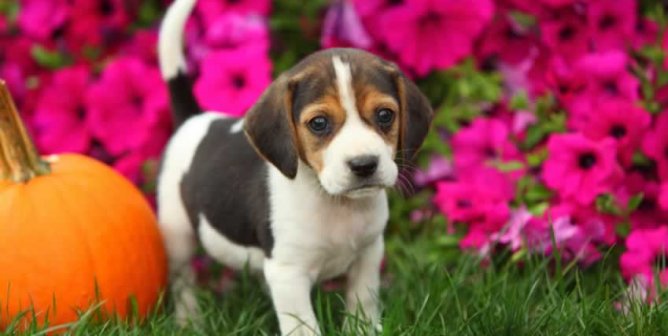 Cute beagle puppy outside in front of pink flowers and a small pumpkin