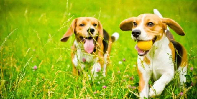 Two beagles playing with ball in field