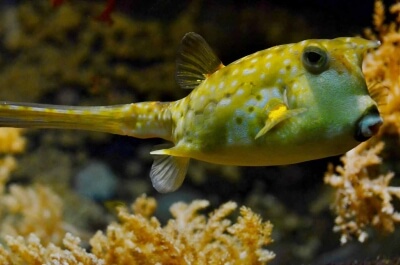 Brave Blowfish Won't Leave His Trapped Friend's Side | PETA