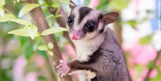 Pet stores that sell sugar gliders best sale