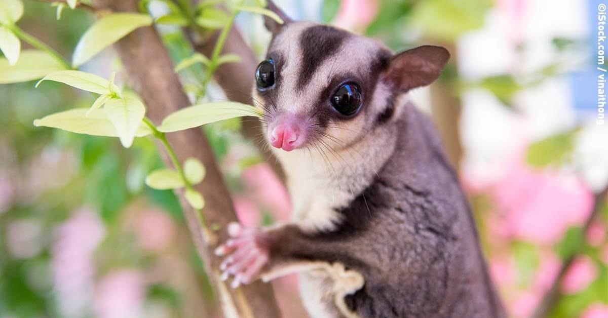 everything you need to know about sugar gliders