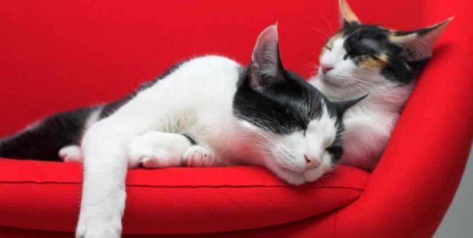 Two cats sleeping on a bright red couch