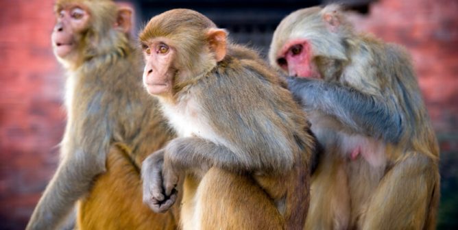 three macaque monkeys