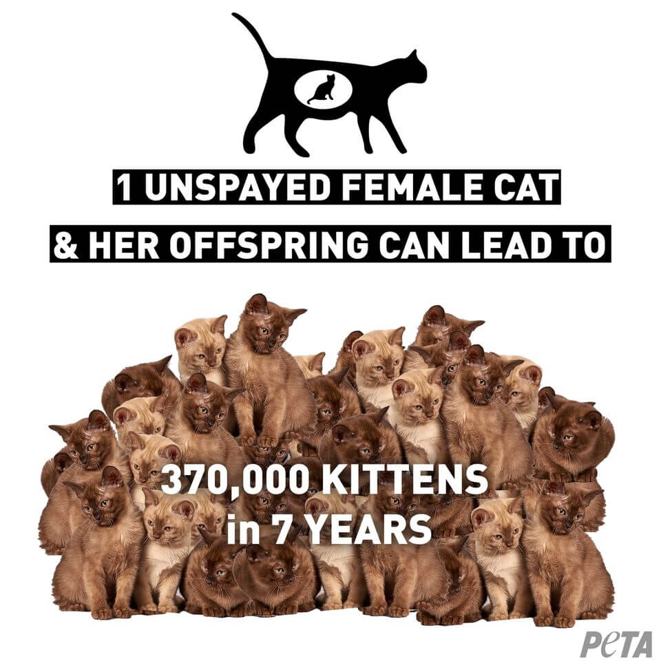how many dogs and cats are abused every year