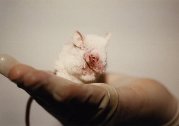 animal testing facts
