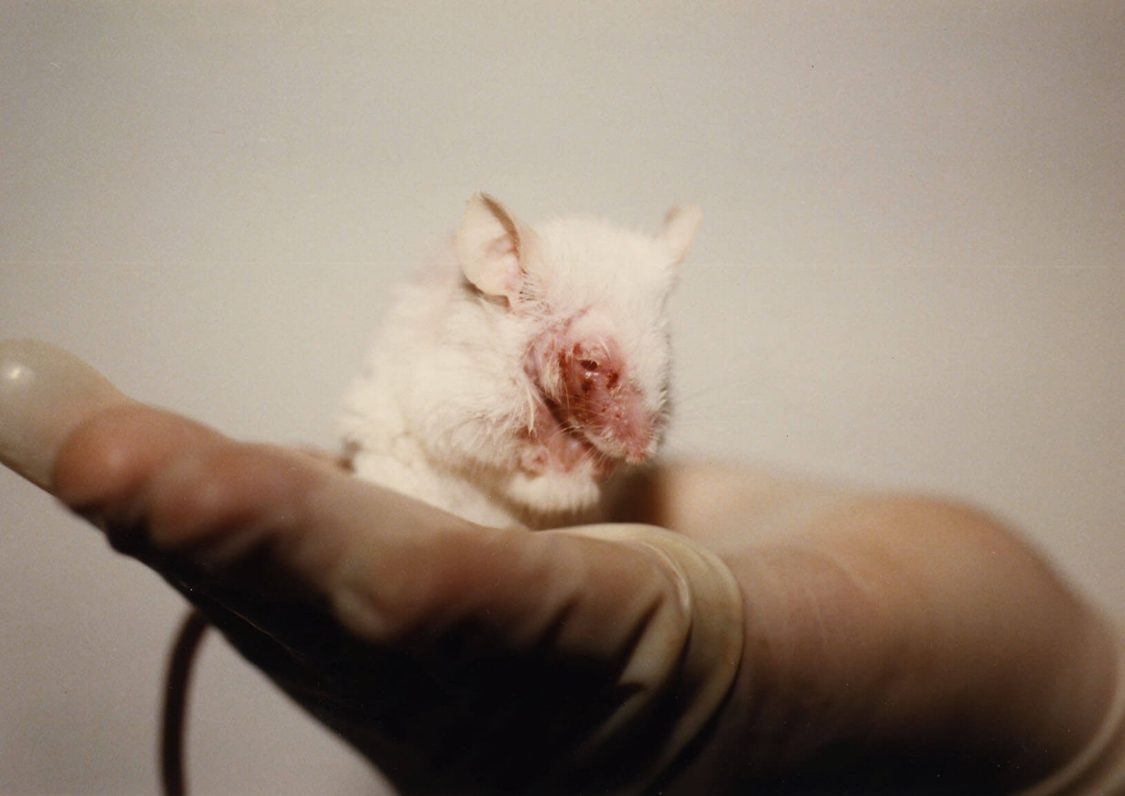 PETA Answers Your Questions on Animal Testing for Cosmetics - PETA UK