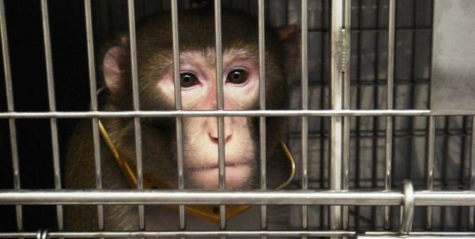 ONPRC experimenters get monkeys high, electroshock their penises