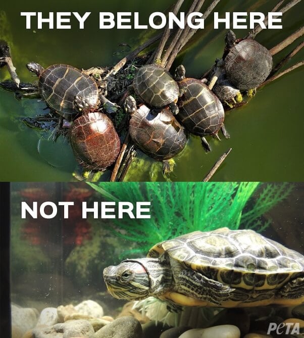 Turtles-Belong-Here-Not-Here-PETA