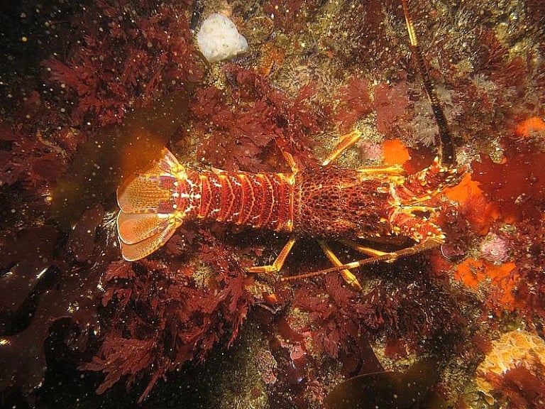West Coast Rock Lobster