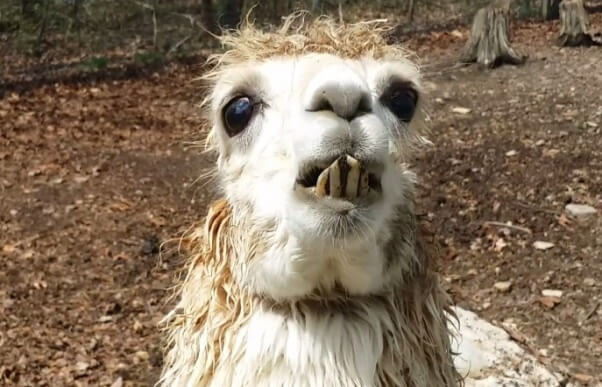 Alpaca with overgrown teeth