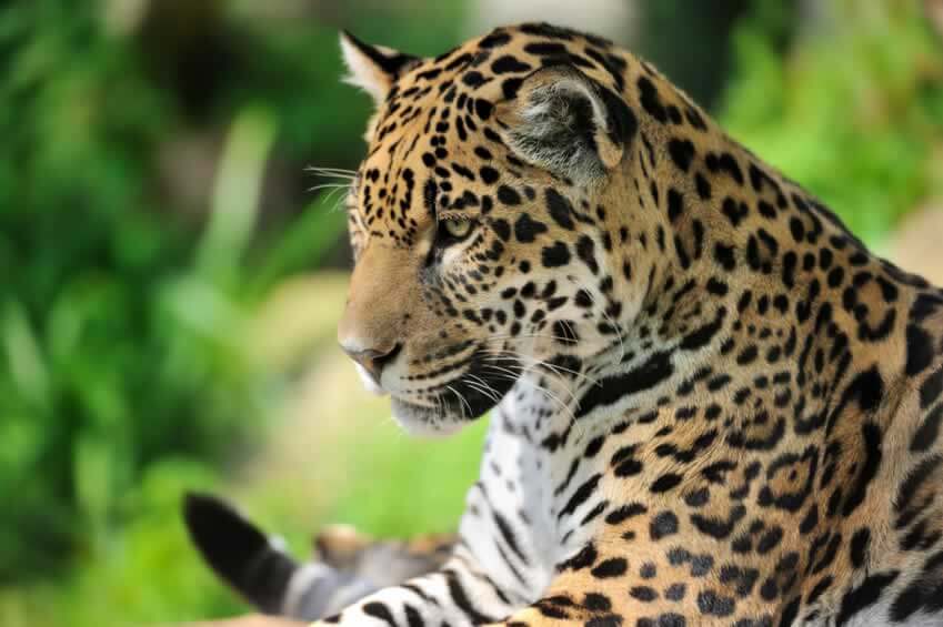 Olympic Torch Ceremony Ends With Fatal Shooting of Captive Jaguar | PETA