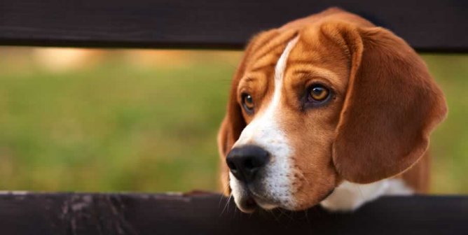 Handsome beagle looking out between fence slats