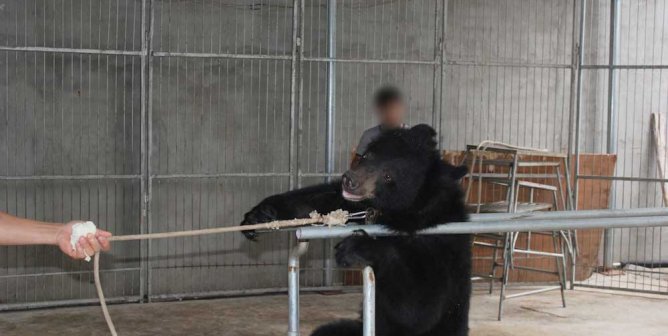 bear forced to do a trick for a Chinese circus