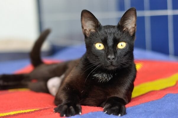 Luck Was on This Black Cat's Side | PETA