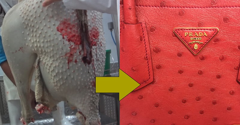 Gucci Louis Vuitton skin reptiles alive to make pricey handbags PETA
