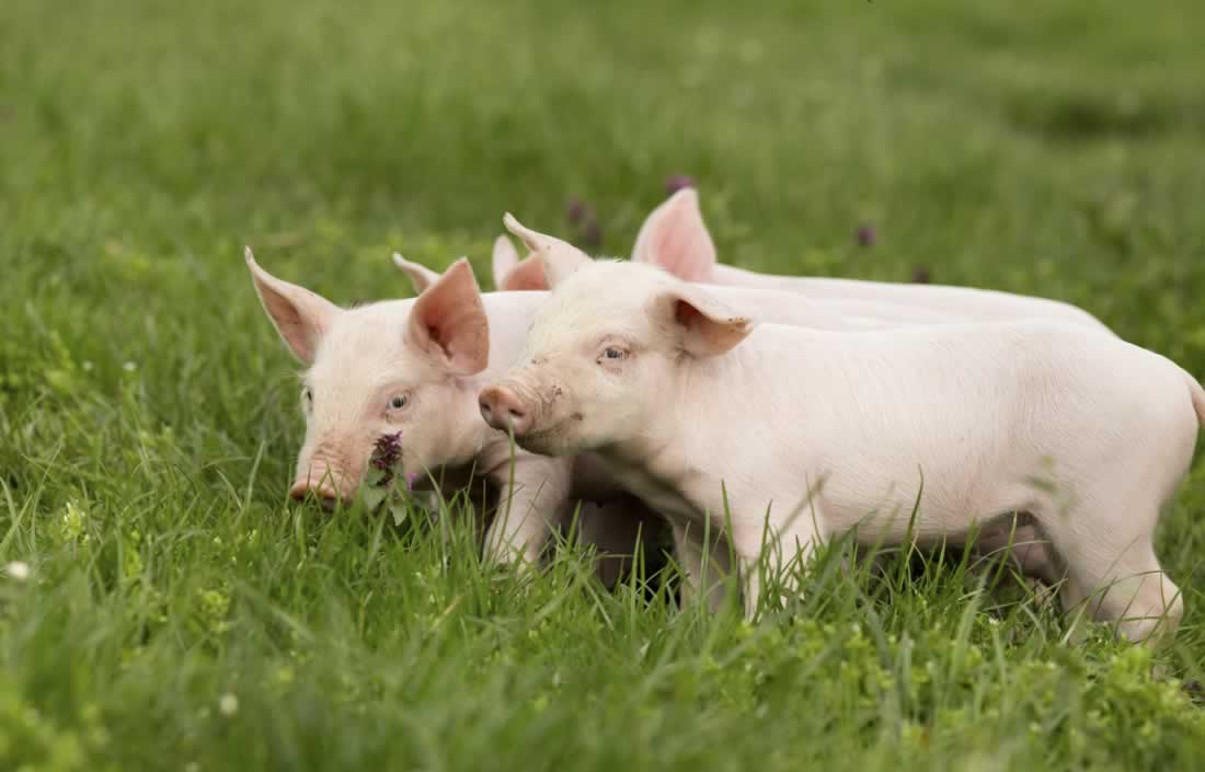 URGENT: Speak Out Against 'Pig Scrambles' in Stratham, New Hampshire ...