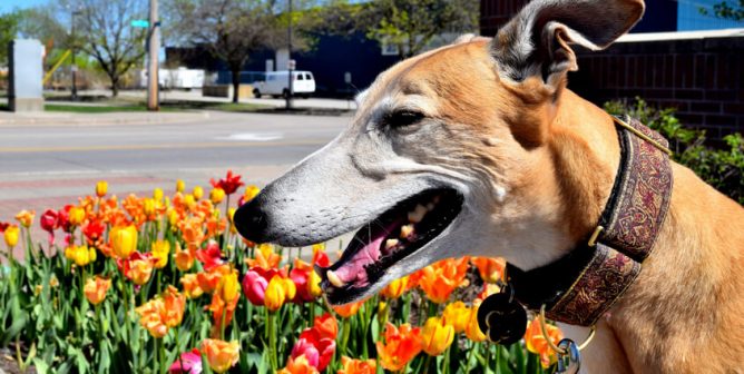 Senior greyhound in profile against bed of flowers