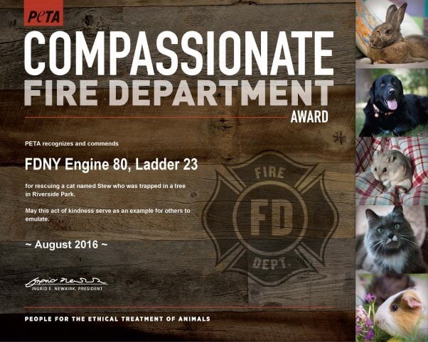 Compassionate Fire Dept_FDNY E80 L23_8-19