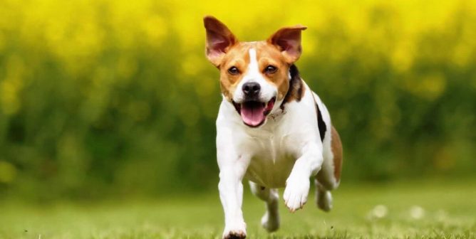 Cute happy dog running across green grass