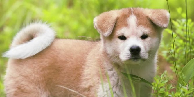 Akita Inu puppy standing in tall grass