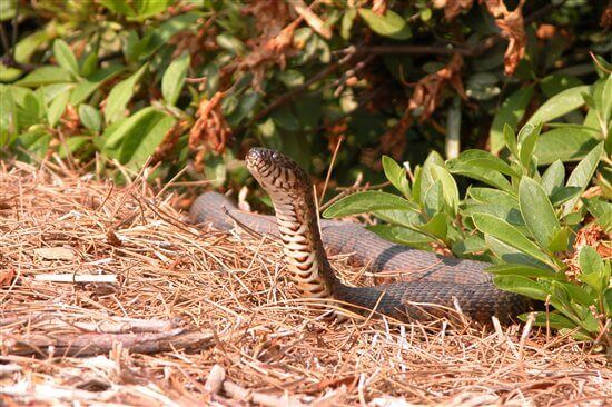 UPDATE: Snakes Dying in Erosion Netting in Canton, Georgia! | PETA