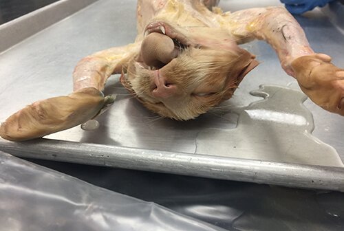 cat used for dissection