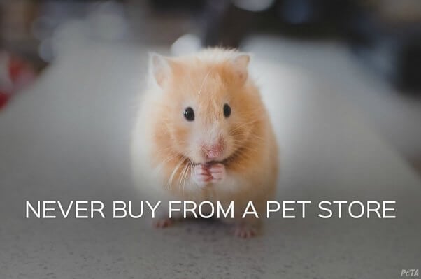 hamster pet shop near me