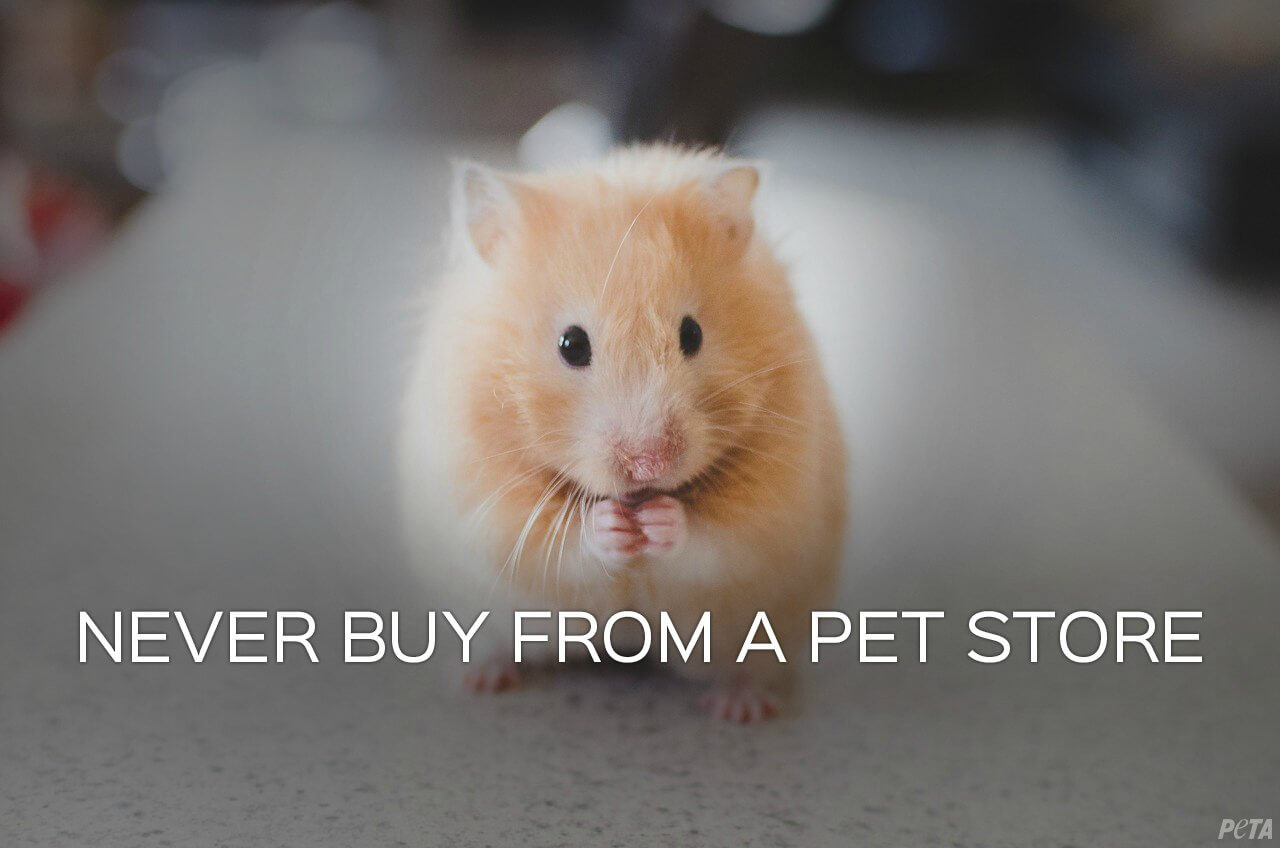 What You Need to Know Before Considering a 'Pet' Hamster | PETA