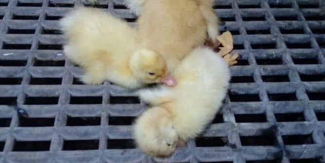 ducklings, like these, are killed all over the world after being deemed 'unprofitable' by the industries that kill animals for mass human consumption