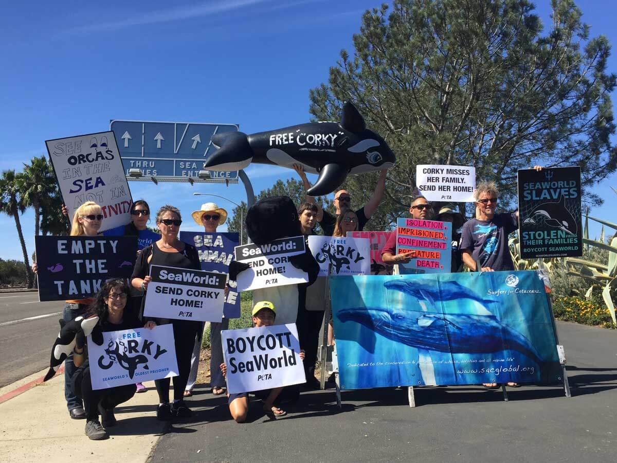 Find out how to Host a ‘Blackfish’ Watch Birthday party