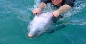 ‘Dolphin Therapy’ Is High-Priced Exploitation of Animals and Humans