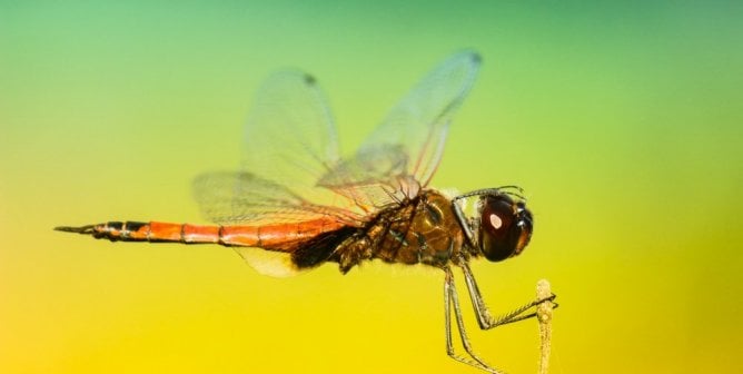 Closeup of dragonfly against a colorful background