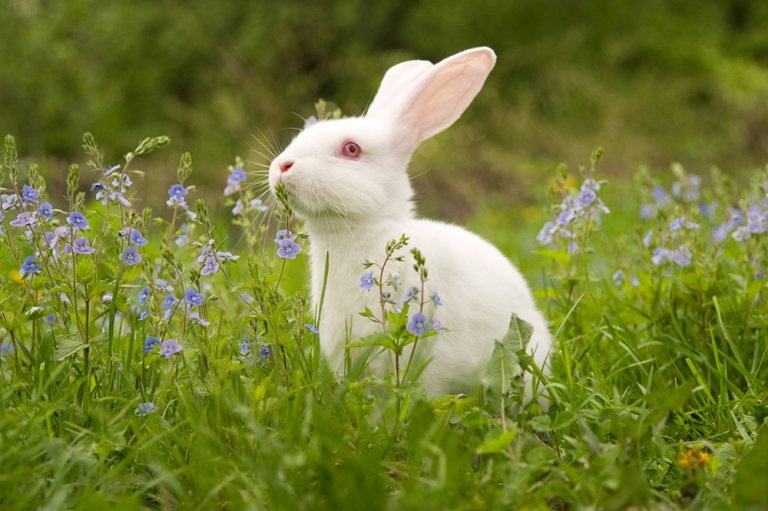 Dove Bans Tests on Animals, Added to 'Beauty Without Bunnies' List