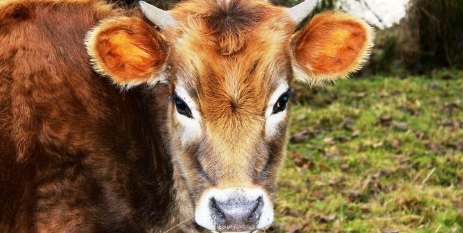 brown cow with head turned to face camera