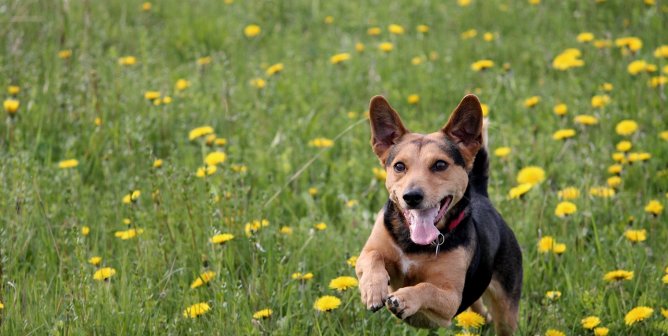Happy dog in field of grass and flowers