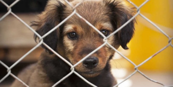 Cute brown puppy looking out through fence