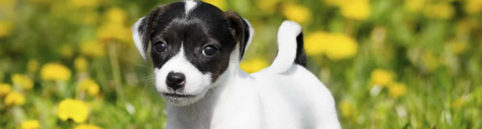 Cute black and white puppy outside