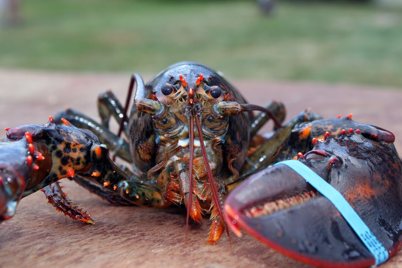 Switzerland Bans Boiling Lobsters, Other Crustaceans Alive | PETA