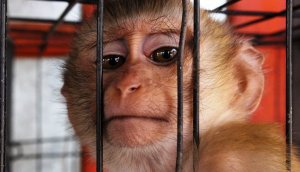 New Legislation Introduced to Spare Primates in Laboratories