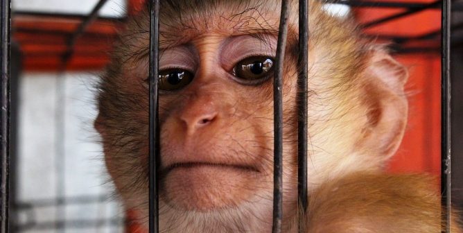 Sad-looking monkey in cage