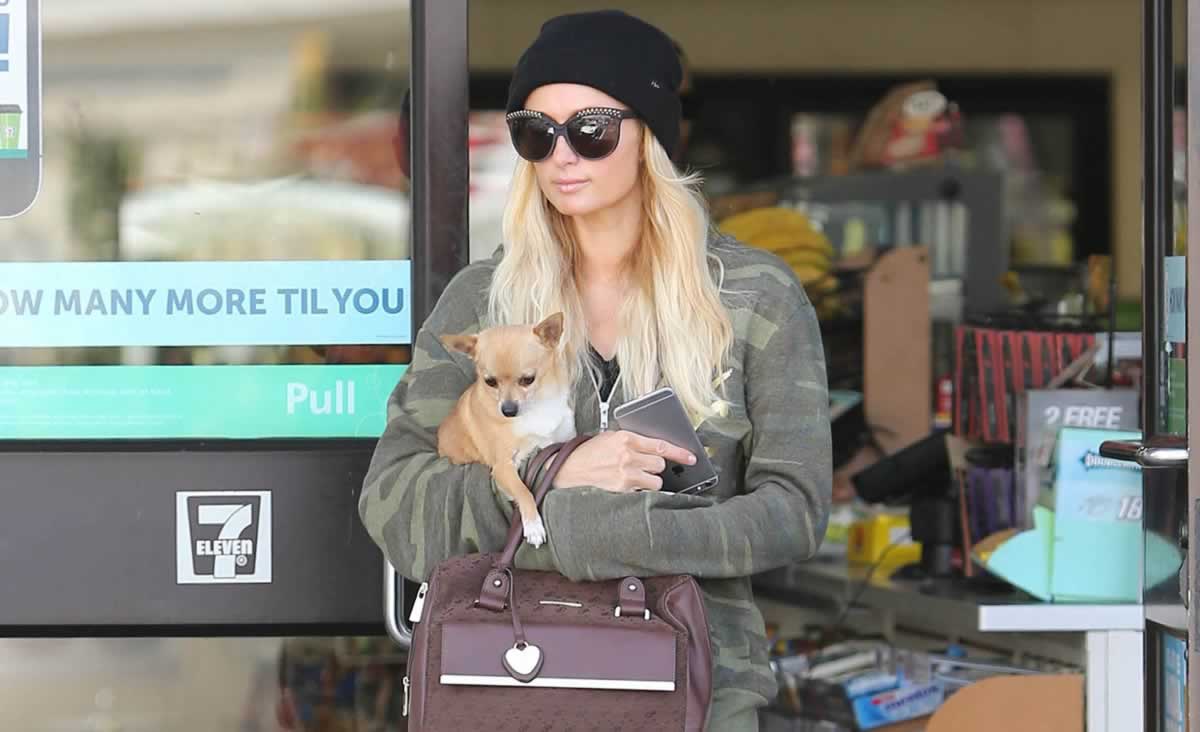 Heiress Paris Hilton dials her cellphone and shows off a mark on her arm as  she arrives at a pet store with her tea cup Chihuahua. Los Angeles, CA.  11/04/10 Stock Photo 