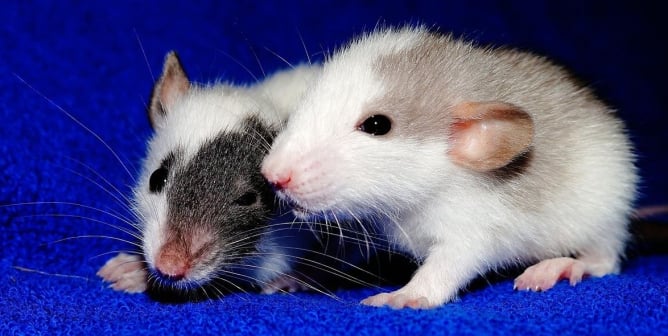 Two little rats on blue fuzzy blanket